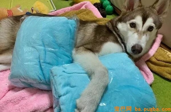 外表高冷的二哈，背地里：睡觉要像个宝宝似的咬被踩奶...-5.jpeg