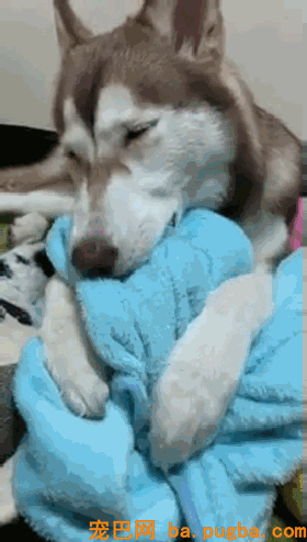 外表高冷的二哈，背地里：睡觉要像个宝宝似的咬被踩奶...-4.gif
