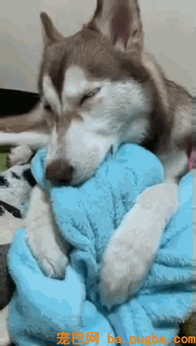 外表高冷的二哈，背地里：睡觉要像个宝宝似的咬被踩奶...-6.gif