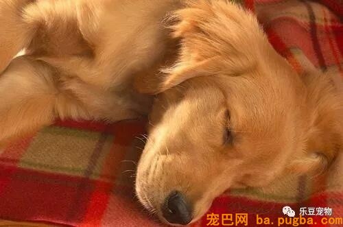 女主人出嫁，金毛窜上婚车死活不下来：带我走，我是嫁妆…-2.jpeg