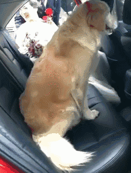 女主人出嫁，金毛窜上婚车死活不下来：带我走，我是嫁妆…-4.gif