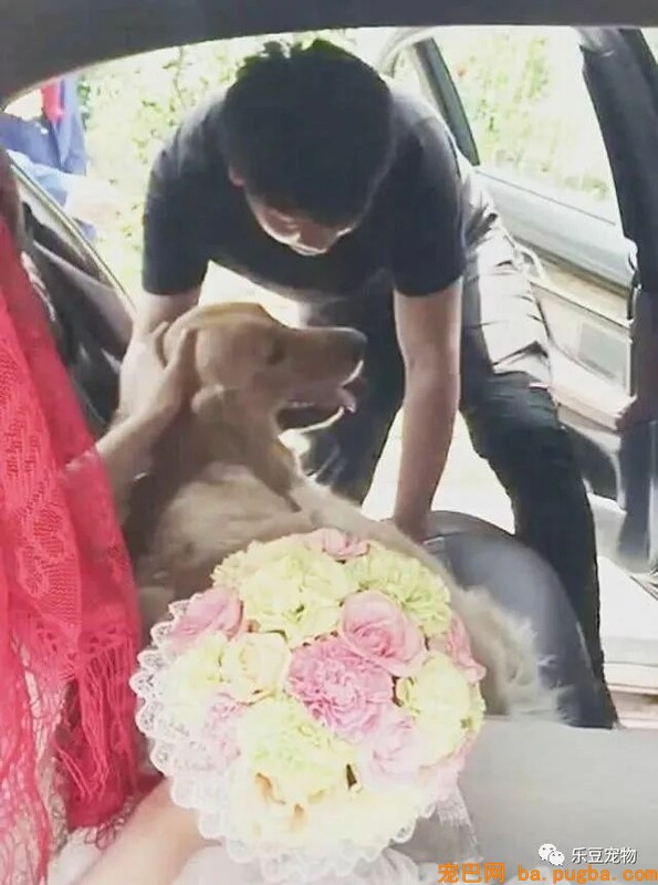 女主人出嫁，金毛窜上婚车死活不下来：带我走，我是嫁妆…-3.jpeg