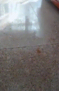 柯基乱撒尿，主人立马瞪眼，于是它赶紧找了个抹布！-1.gif