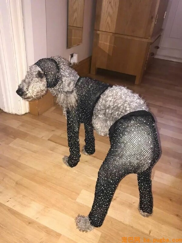 铲屎官网上买衣服，可到货后发现，狗子穿上比她要好看...-4.jpeg