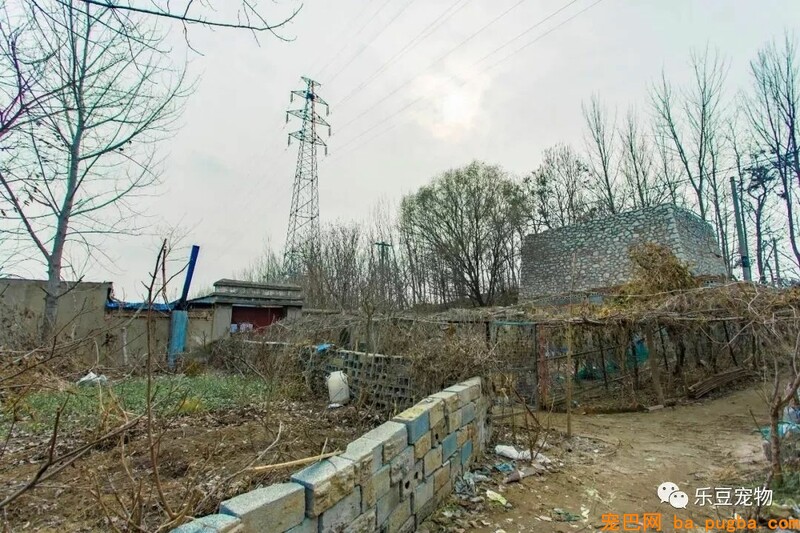 一个瘦弱女人庇护着三百只漂泊狗，她们能否熬过此次大雪？-4.jpeg