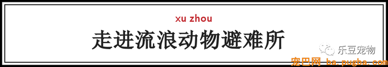 一个瘦弱女人庇护着三百只漂泊狗，她们能否熬过此次大雪？-3.png
