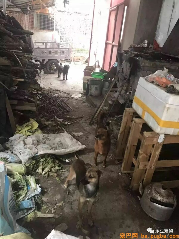 一个瘦弱女人庇护着三百只漂泊狗，她们能否熬过此次大雪？-9.jpeg