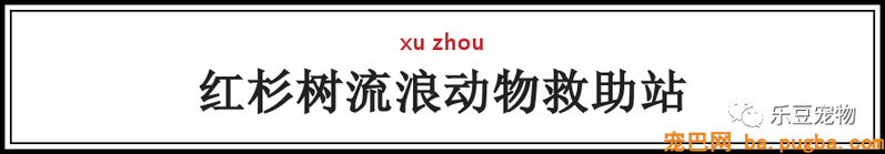 一个瘦弱女人庇护着三百只漂泊狗，她们能否熬过此次大雪？-13.png