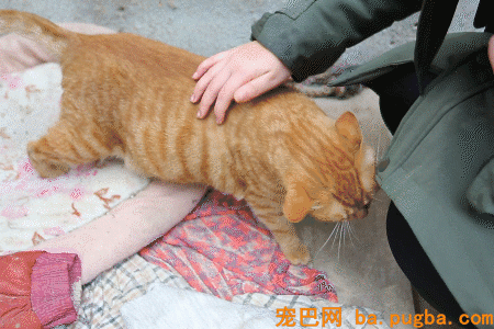 一个瘦弱女人庇护着三百只漂泊狗，她们能否熬过此次大雪？-20.gif
