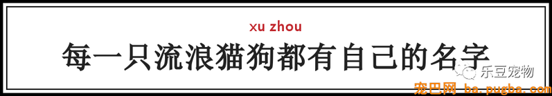 一个瘦弱女人庇护着三百只漂泊狗，她们能否熬过此次大雪？-21.png