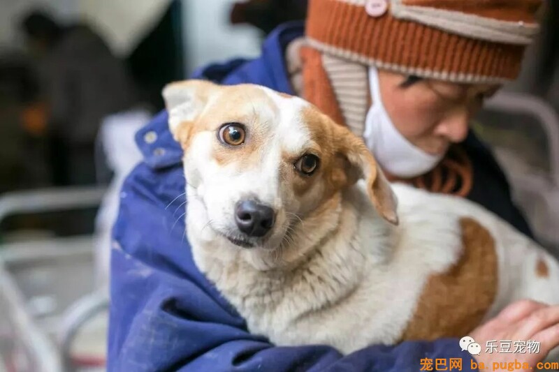 一个瘦弱女人庇护着三百只漂泊狗，她们能否熬过此次大雪？-25.jpeg
