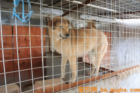 一个瘦弱女人庇护着三百只漂泊狗，她们能否熬过此次大雪？-32.gif