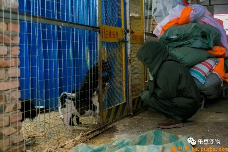 一个瘦弱女人庇护着三百只漂泊狗，她们能否熬过此次大雪？-37.jpeg