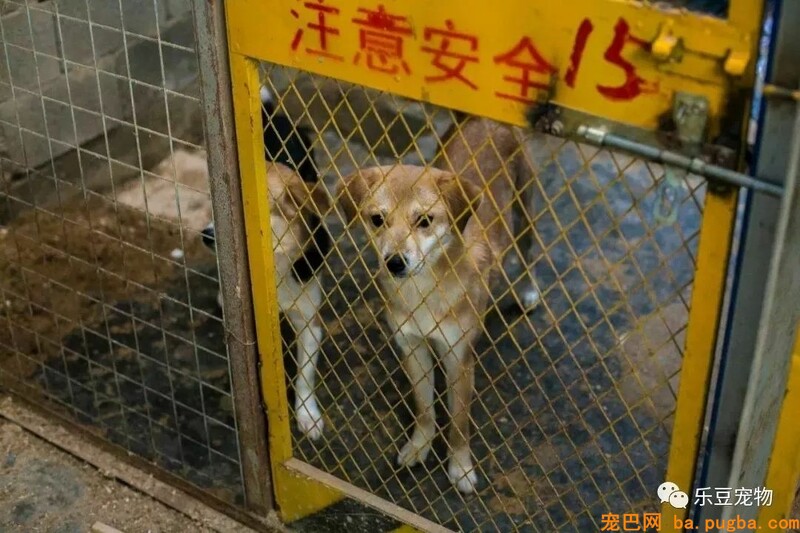 一个瘦弱女人庇护着三百只漂泊狗，她们能否熬过此次大雪？-35.jpeg