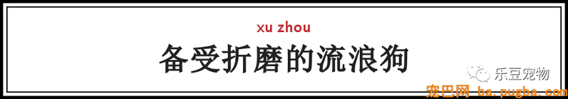 一个瘦弱女人庇护着三百只漂泊狗，她们能否熬过此次大雪？-39.png