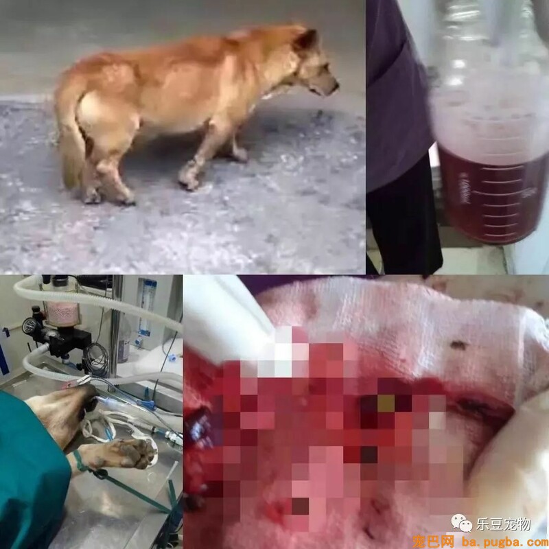 一个瘦弱女人庇护着三百只漂泊狗，她们能否熬过此次大雪？-44.jpeg