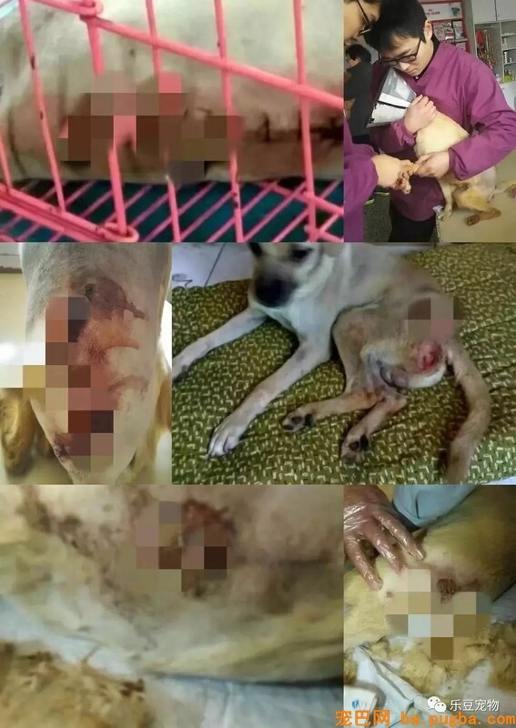 一个瘦弱女人庇护着三百只漂泊狗，她们能否熬过此次大雪？-46.jpeg