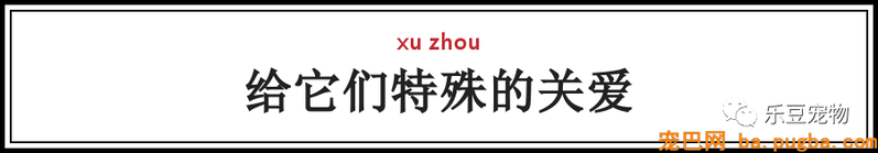 一个瘦弱女人庇护着三百只漂泊狗，她们能否熬过此次大雪？-50.png