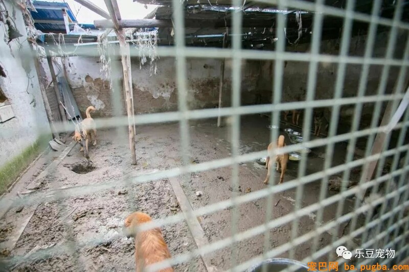 一个瘦弱女人庇护着三百只漂泊狗，她们能否熬过此次大雪？-51.jpeg