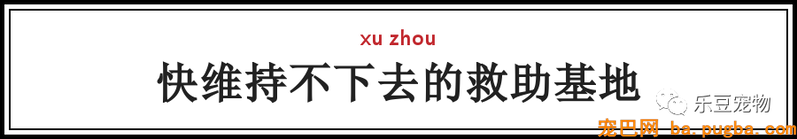 一个瘦弱女人庇护着三百只漂泊狗，她们能否熬过此次大雪？-60.png