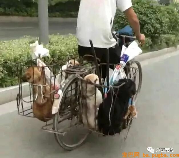 一个瘦弱女人庇护着三百只漂泊狗，她们能否熬过此次大雪？-64.jpeg