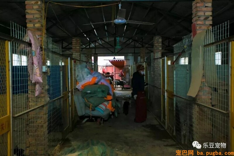 一个瘦弱女人庇护着三百只漂泊狗，她们能否熬过此次大雪？-63.jpeg