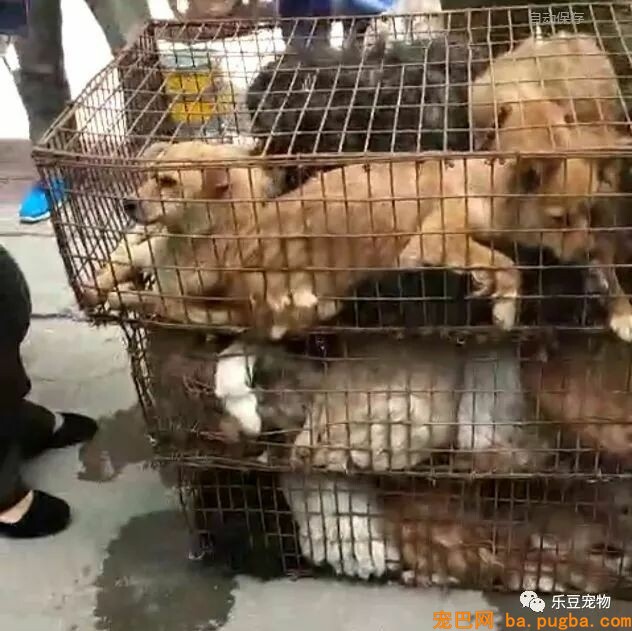 一个瘦弱女人庇护着三百只漂泊狗，她们能否熬过此次大雪？-65.jpeg