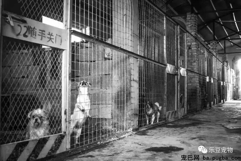 一个瘦弱女人庇护着三百只漂泊狗，她们能否熬过此次大雪？-66.jpeg