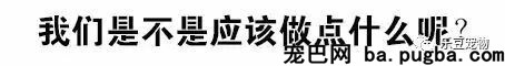 一个瘦弱女人庇护着三百只漂泊狗，她们能否熬过此次大雪？-70.jpeg