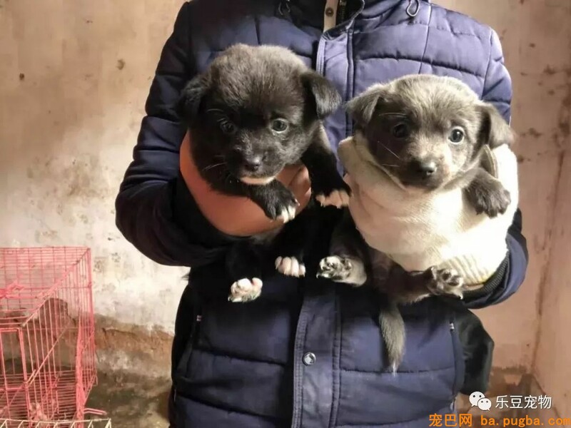 一个瘦弱女人庇护着三百只漂泊狗，她们能否熬过此次大雪？-69.jpeg