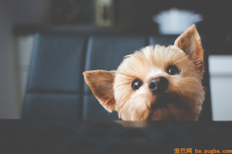 狗狗食欲不振怎么办，怎么进步宠物狗食欲-3.jpeg