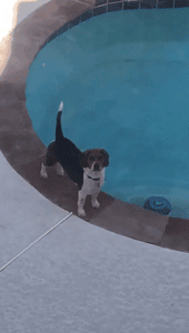 狗，真的会有嫉妒心理吗？-5.gif