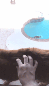 狗，真的会有嫉妒心理吗？-6.gif