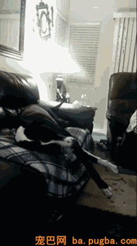 狗，真的会有嫉妒心理吗？-7.gif