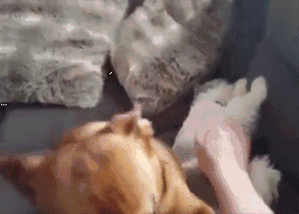 狗，真的会有嫉妒心理吗？-9.gif