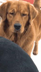 狗，真的会有嫉妒心理吗？-8.gif