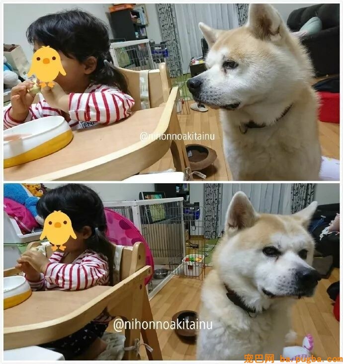 狗，真的会有嫉妒心理吗？-12.jpeg