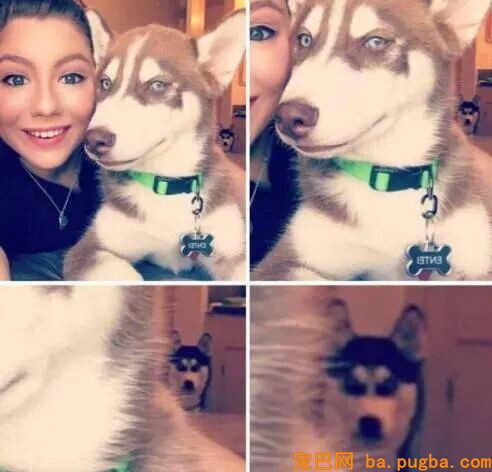 狗，真的会有嫉妒心理吗？-13.jpeg
