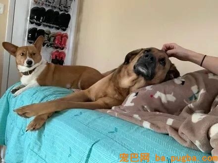狗，真的会有嫉妒心理吗？-15.jpeg