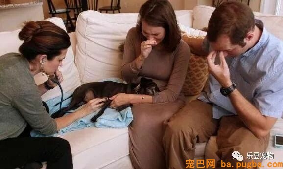 假如不是逼不得已，谁愿意给狗狗安乐死？看了照片好心疼！-2.jpeg
