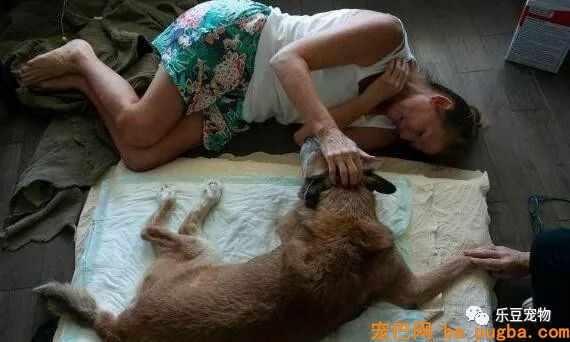 假如不是逼不得已，谁愿意给狗狗安乐死？看了照片好心疼！-3.jpeg