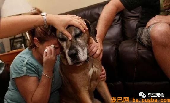 假如不是逼不得已，谁愿意给狗狗安乐死？看了照片好心疼！-4.jpeg