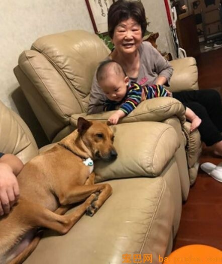 狗狗陪小主人玩耍累到一头栽倒，双爪投降：带娃好累啊！-2.jpeg