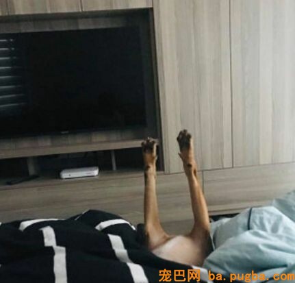 狗狗陪小主人玩耍累到一头栽倒，双爪投降：带娃好累啊！-4.jpeg