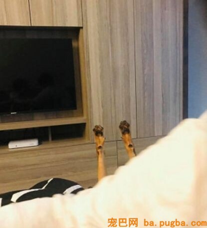 狗狗陪小主人玩耍累到一头栽倒，双爪投降：带娃好累啊！-3.jpeg
