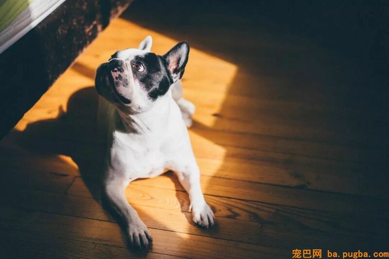 独家 | 繁衍者最关心的宠业数据，都在这里了！（上）-3.jpeg