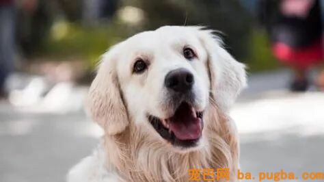 独家 | 繁衍者最关心的宠业数据，都在这里了！（上）-4.jpeg