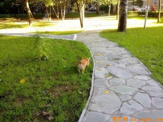 狗狗在外面滚了翔一脸无辜的看着主人，主人：这汪没法要了……-2.jpeg