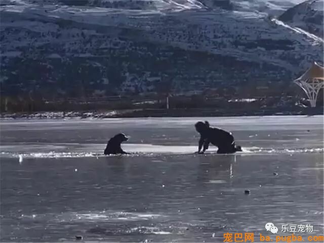 狗狗掉入冰窟窿，大声呼救，主人拼命赶了过来，好暖！-1.jpeg