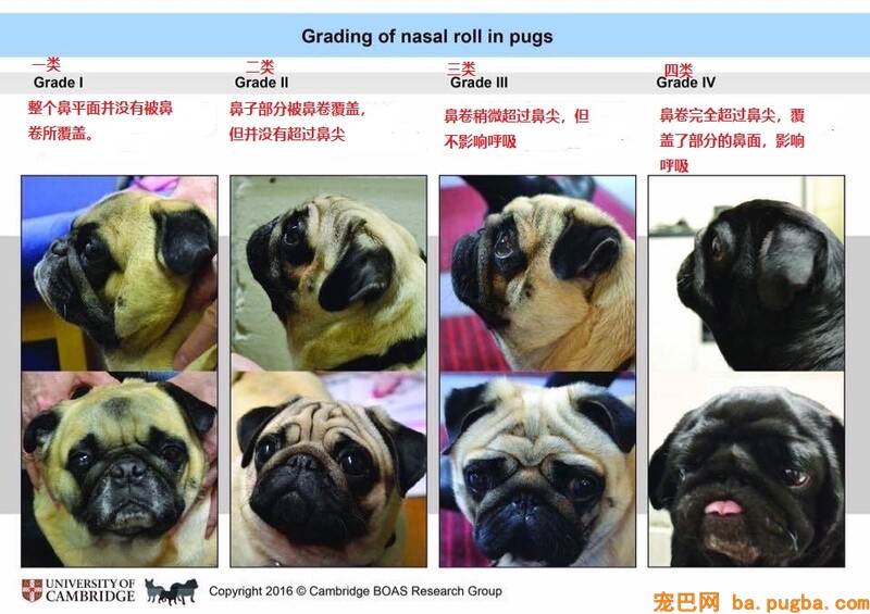 巴哥犬的鼻卷 - 副本.jpg